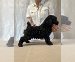 Umka - Male Poodle (Toy) Puppy for Sale - Photo #8