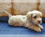 Small Photo #3 Cavachon Puppy For Sale in BLUE MOUND, TX, USA