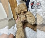 Small Photo #3 Goldendoodle Puppy For Sale in GRANTSVILLE, UT, USA