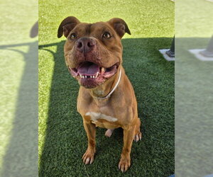 Mutt Dogs for adoption in Downey, CA, USA