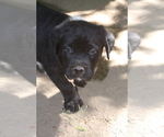 Puppy 1 Boxweiler
