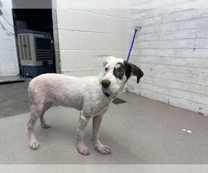 Border Collie-Unknown Mix Dogs for adoption in San Bernardino, CA, USA