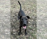 Small #3 American Pit Bull Terrier Mix