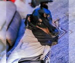 Small #8 German Pinscher Mix