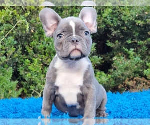 French Bulldog Puppy for sale in BOSTON, MA, USA