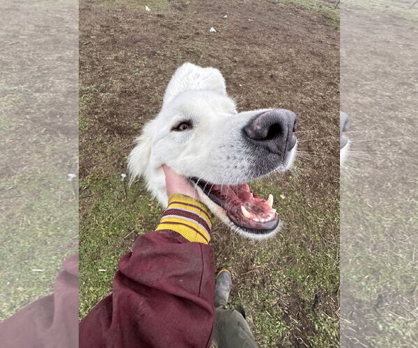 Medium Photo #3 Great Pyrenees Puppy For Sale in Missoula, MT, USA