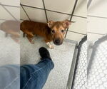 Small American Pit Bull Terrier Mix