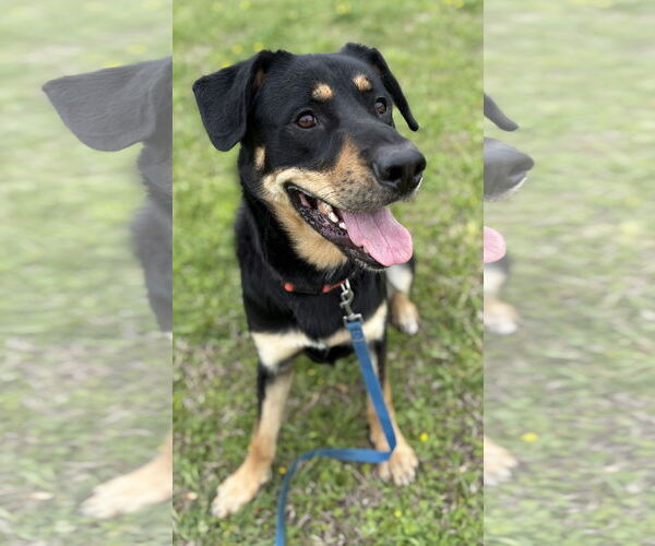 Medium Photo #5 Rottweiler Puppy For Sale in Virginia Beach, VA, USA