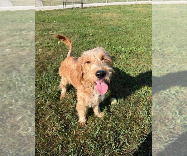 Medium Photo #3 Mutt Puppy For Sale in Pierceton , IN, USA