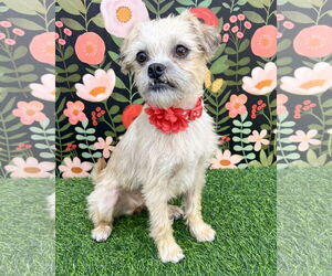 Border Terrier-Unknown Mix Dogs for adoption in Corona, CA, USA