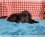 Small Photo #39 Golden Mountain Dog Puppy For Sale in BLACK FOREST, CO, USA