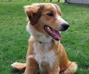 Yorkshire Terrier Puppy for sale in VAN WERT, OH, USA