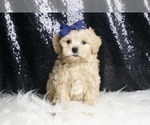 Puppy Odin Maltipoo