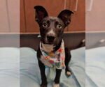 Small #1 Border Collie-Retriever  Mix