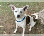 Small American Pit Bull Terrier Mix
