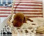 Puppy Miss Yellow Vizsla