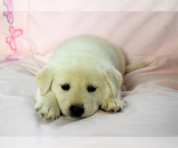 Medium Photo #7 Labrador Retriever-Samoyed Mix Puppy For Sale in SUGAR CITY, ID, USA
