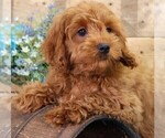 Small #7 Cavapoo