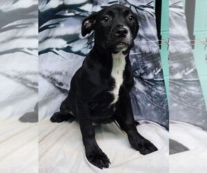 American Pit Bull Terrier-Unknown Mix Dogs for adoption in Wetumpka, AL, USA