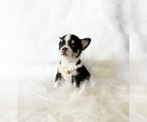 Chihuahua Puppy for sale in SACRAMENTO, CA, USA