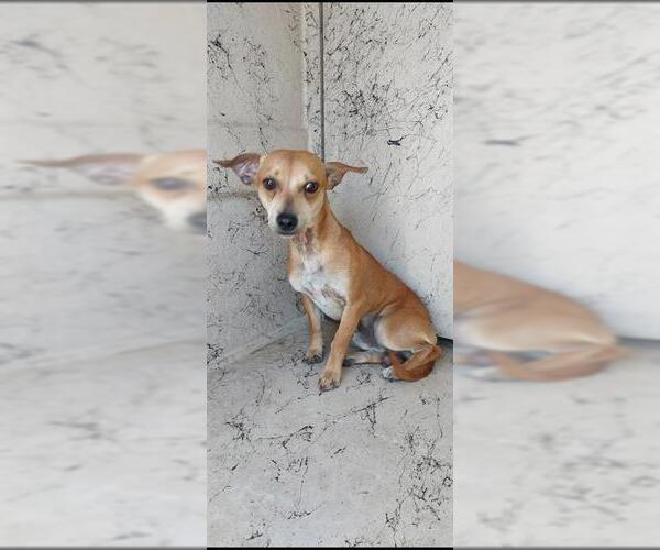 Medium Photo #1 Chihuahua Puppy For Sale in Chula Vista, CA, USA