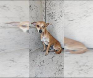 Chihuahua Dogs for adoption in Chula Vista, CA, USA