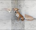 Small Chihuahua