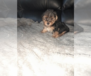 Poodle (Toy)-YorkiePoo Mix Puppy for sale in SHELBY, NC, USA