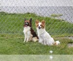 Small Photo #10 Papillon Puppy For Sale in SEBRING, OH, USA