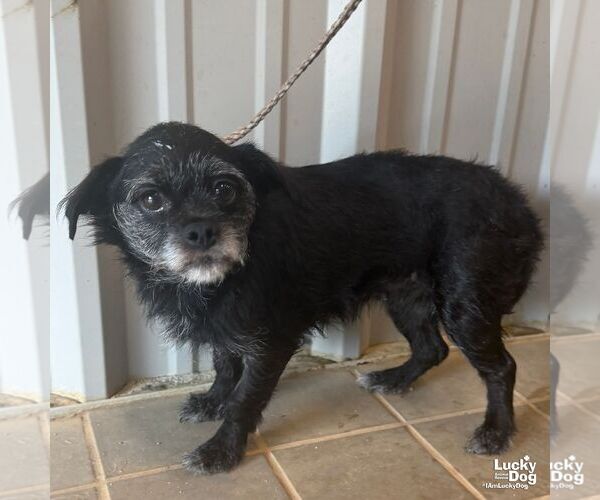 Medium Photo #1 Mutt Puppy For Sale in Washington, DC, USA