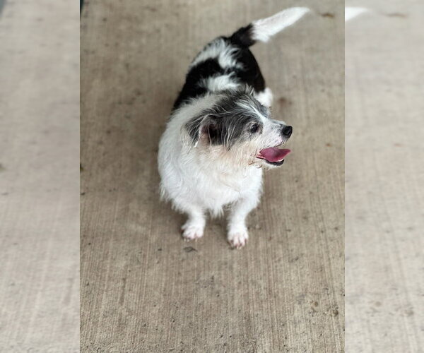 Medium Photo #4 Shih Tzu Puppy For Sale in Oak Bluffs, MA, USA
