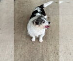 Small #3 Shih Tzu