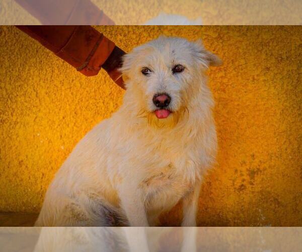Medium Photo #3 Mutt Puppy For Sale in Calgary, Alberta, Canada