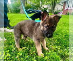 Small Mutt