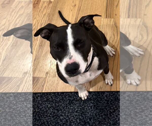 Medium Photo #3 American Pit Bull Terrier Puppy For Sale in La Vergne, TN, USA