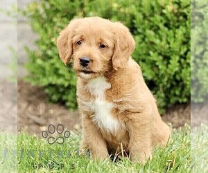 Miniature Labradoodle Puppy for sale in STRASBURG, PA, USA