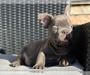 French Bulldog Puppy for sale in BOSTON, MA, USA