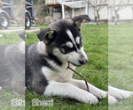 Puppy Sherri Alaskan Klee Kai-Siberian Husky Mix