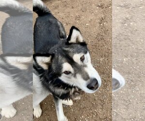 Benson - Male Siberian Husky Dog for Adoption - Photo #5