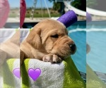Small #6 Labrador Retriever