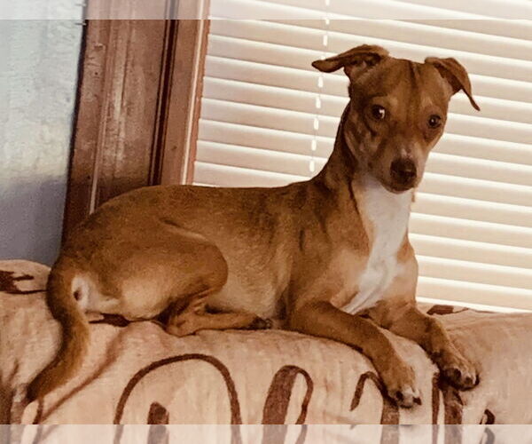 Medium Photo #2 Chiweenie Puppy For Sale in pomfret, CT, USA