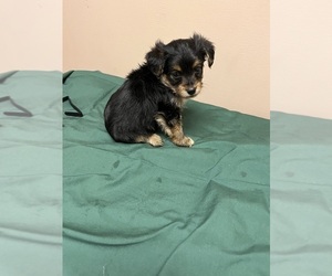 Morkie-Poodle (Miniature) Mix Puppy for sale in WHITE OAK, GA, USA