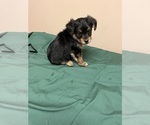 Small Photo #1 Morkie-Poodle (Miniature) Mix Puppy For Sale in WHITE OAK, GA, USA