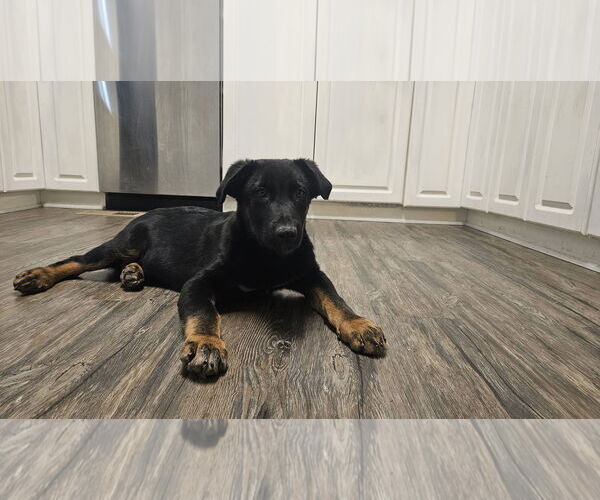 Medium Photo #1 German Shepherd Dog Puppy For Sale in New Hill, NC, USA