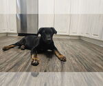 Small German Shepherd Dog