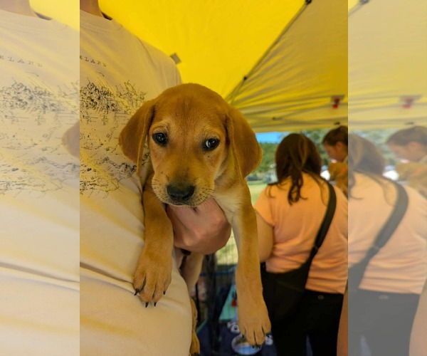 Medium Photo #6 Labrador Retriever Puppy For Sale in Holly Springs, NC, USA