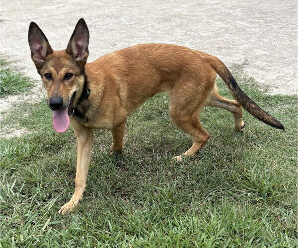 Medium Photo #5 German Shepherd Dog Puppy For Sale in Virginia Beach, VA, USA