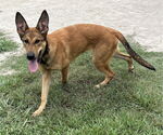 Small #4 German Shepherd Dog