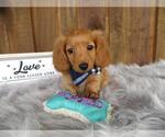 Small Photo #4 Dachshund Puppy For Sale in HAWESVILLE, KY, USA