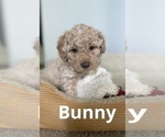Small Photo #4 Goldendoodle (Miniature) Puppy For Sale in GRESHAM, OR, USA